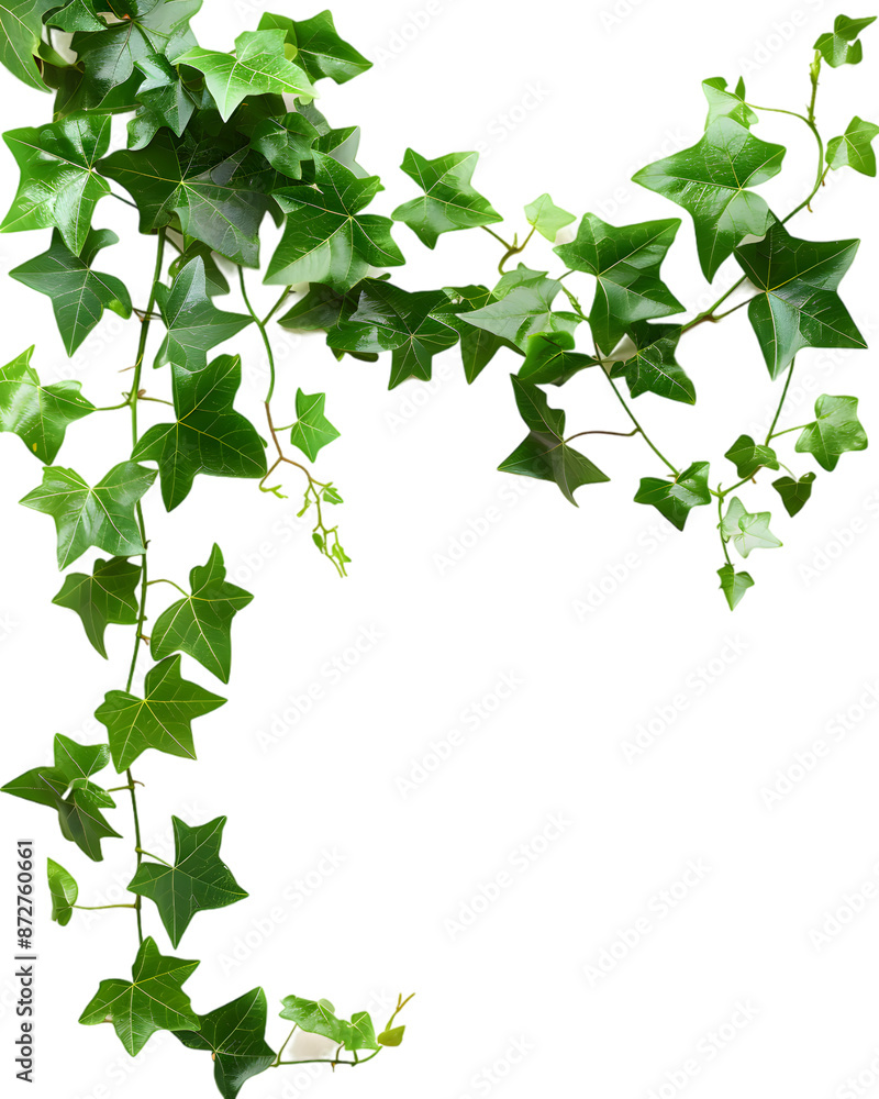 Ivy plants hanging down isolated on transparent background Ivy plants hanging down isolated on transparent background