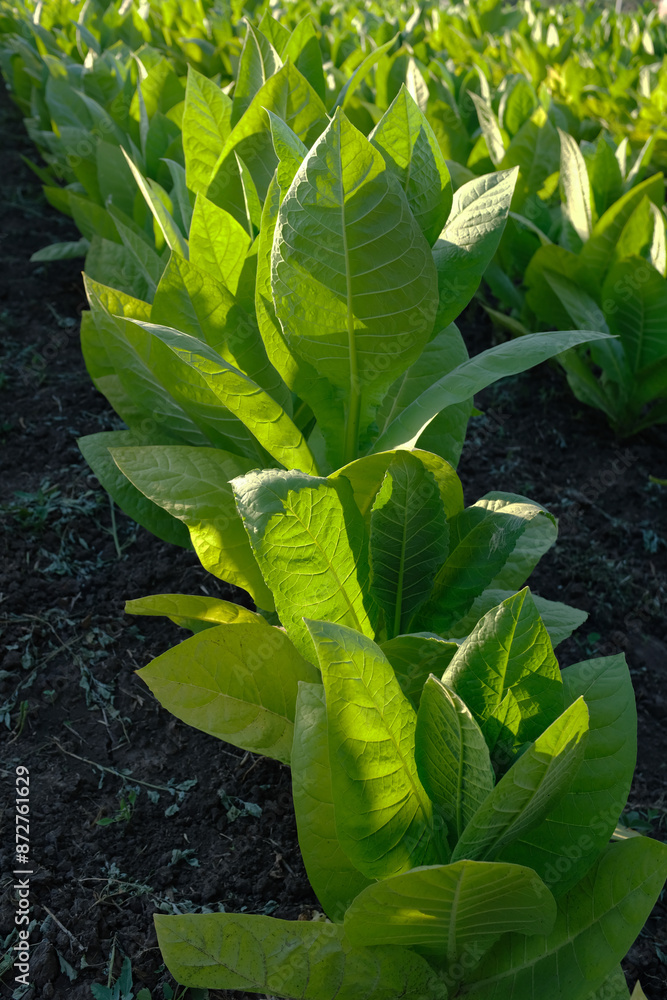 Obraz premium A Tobacco plantation stretches into the horizon, with rows of vibrant green leaves. A single tobacco plant, showcasing its broad, green leaves. The leaves are slightly textured, highlighting its growt