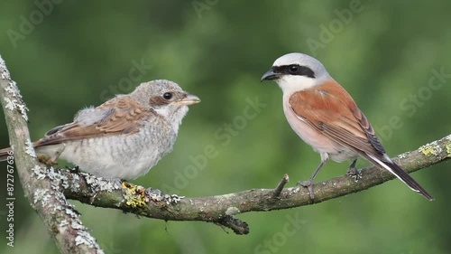 Neuntöter (Laius collurio) oder Rotrückenwürger photo