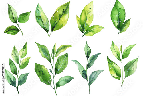 Tea leaf clipart set in watercolor style on a transparent background.