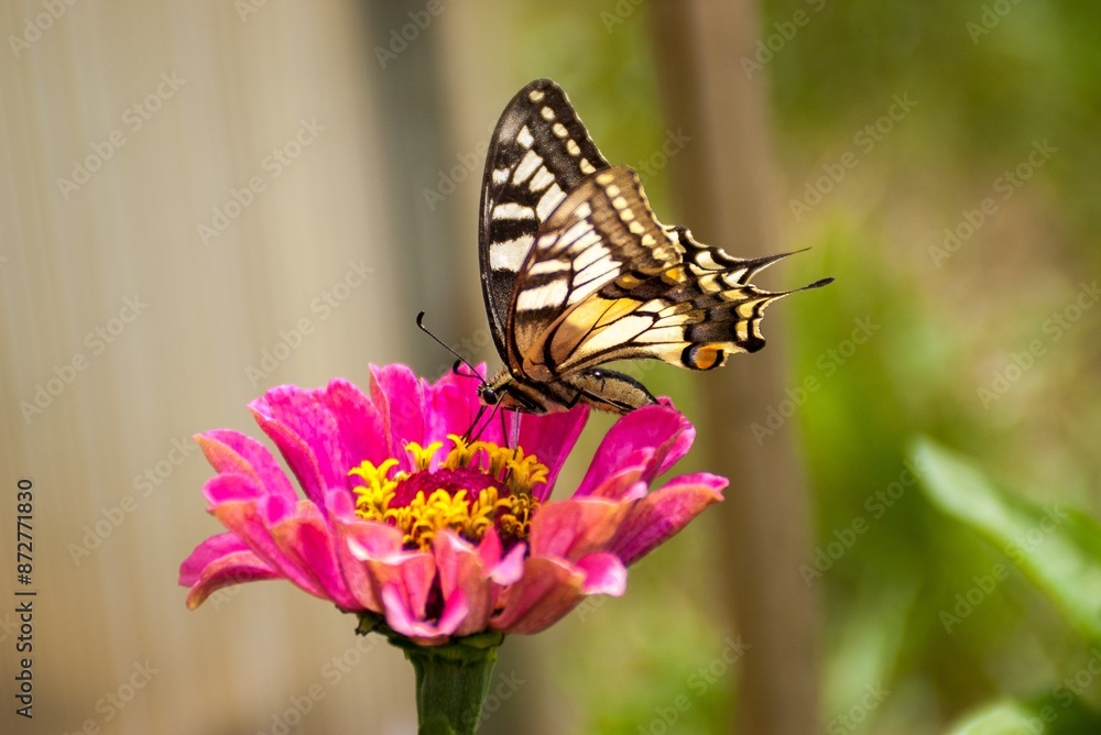 A colorful butterfly on a pink flower A colorful butterfly on a pink flower