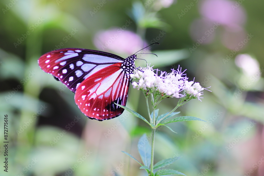 Obraz premium フジバカマの蜜を吸うアサギマダラ