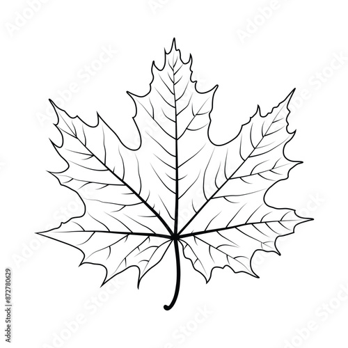 design a maple leaf vector line art