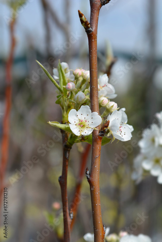 Pear tree Jelka flowers photo