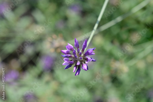 Bitumen trefoil flower photo