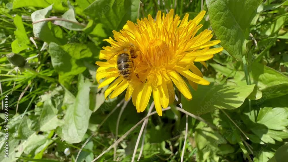Dandelion, Taraxacum officinale Dandelion, Taraxacum officinale