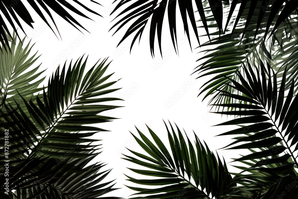 PNG Silhouette tropical leaves sunlight outdoors tropics. PNG Silhouette tropical leaves sunlight outdoors tropics.