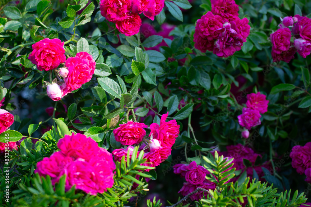 vivid pink rose 19 vivid pink rose 19