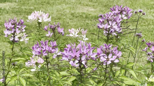 Spider flower, Cleome serrulata photo