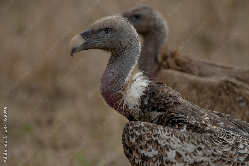 Close up portrait of vulture in Serengeti national park. Close up portrait of vulture in Serengeti national park.