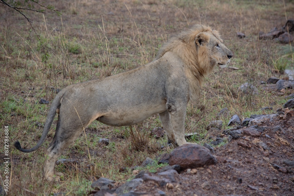 African male lion in the savanna African male lion in the savanna