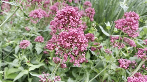 Centranthus ruber photo