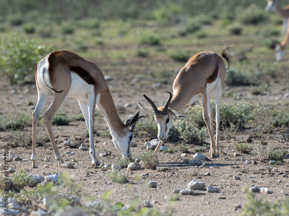 Springbock (Antidorcas marsupialis) Springbock (Antidorcas marsupialis)