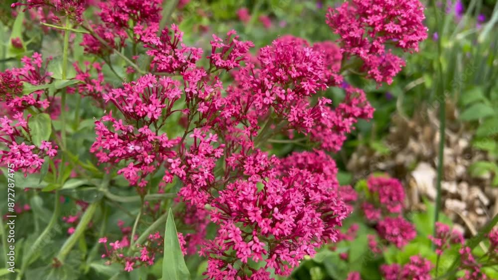 Centranthus ruber Centranthus ruber