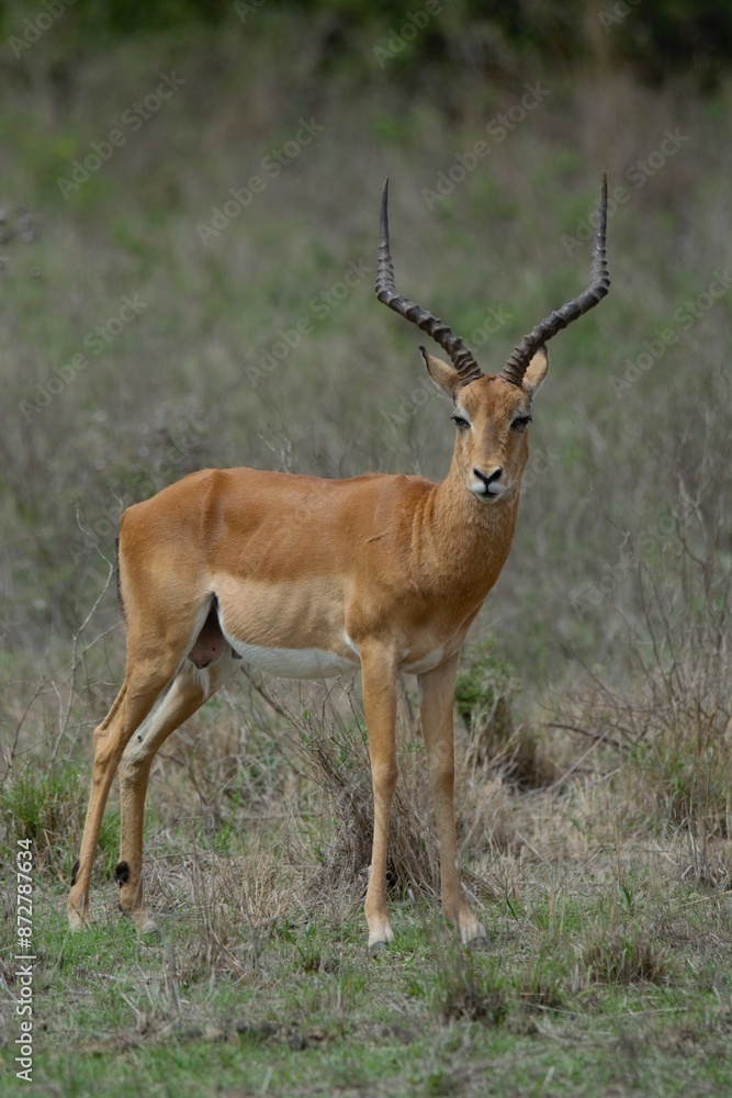 Impala antelope in the African savanna. Impala antelope in the African savanna.