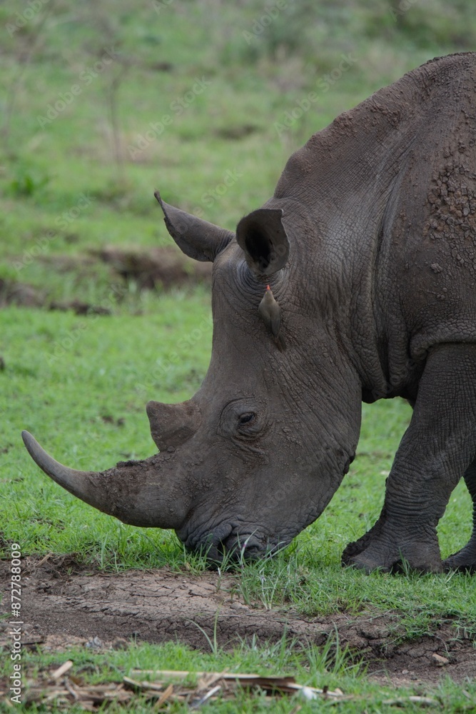 Close-up of white rhino in the wild savanna. Close-up of white rhino in the wild savanna.