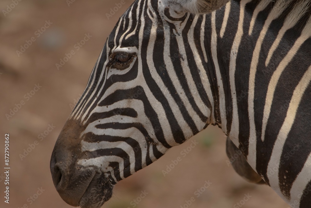 close up of zebra in the African savanna close up of zebra in the African savanna