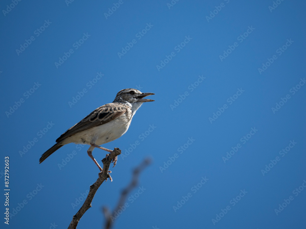 Fototapeta premium Sabotalerche (Calendulauda sabota)