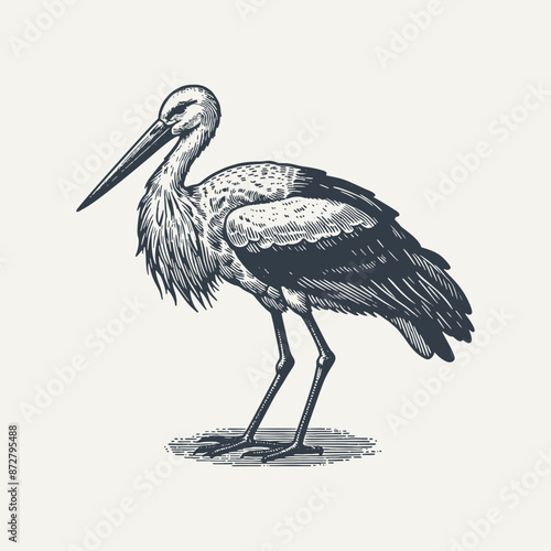 Stork Standing. Vintage woodcut engraving style vector illustration.