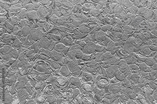Fossil or seashell abstract nature backgroud pattern. Black and white sea shells texture