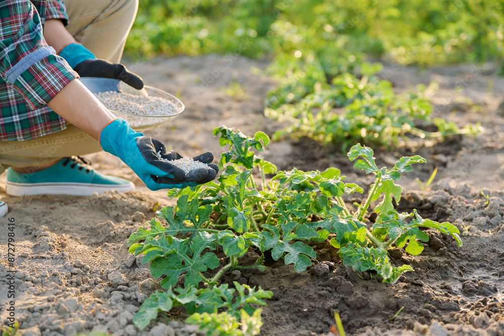 Naklejka premium Close up of mineral fertilizers in hands, fertilizing watermelon plant