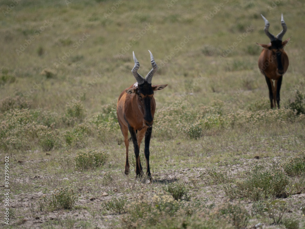Fototapeta premium Südafrikanische Kuhantilope (Alcelaphus caama)