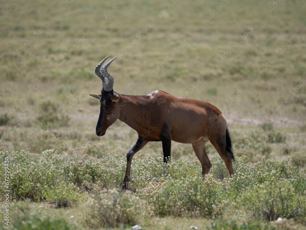 Südafrikanische Kuhantilope (Alcelaphus caama) Südafrikanische Kuhantilope (Alcelaphus caama)
