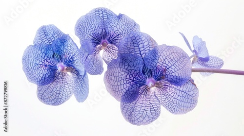 Vanda coerulea against white backdrop photo