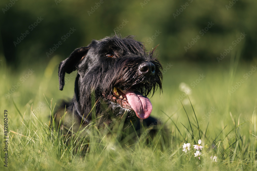 Portrait of Giant Schnauzer. Cute dog lying in grass on sunny summer day.. Portrait of Giant Schnauzer. Cute dog lying in grass on sunny summer day..