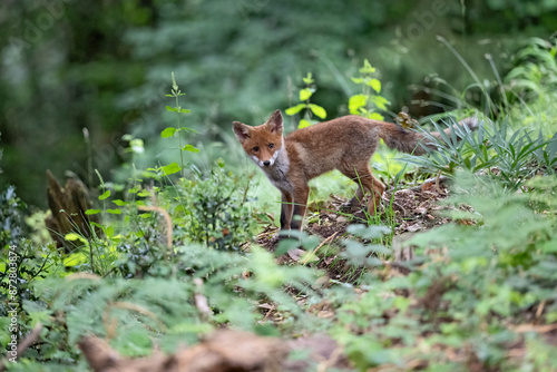 Renard roux (Vulpes vulpes) renardeau en été dans un sous-bois. Alpes. France