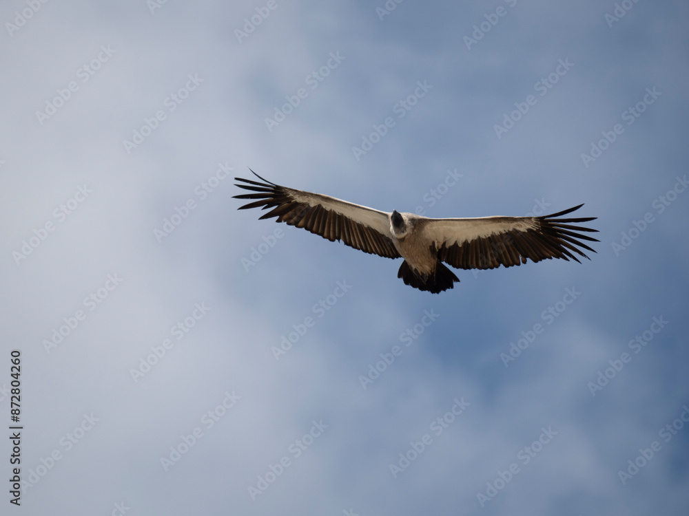 Weißrückengeier (Gyps africanus) Weißrückengeier (Gyps africanus)