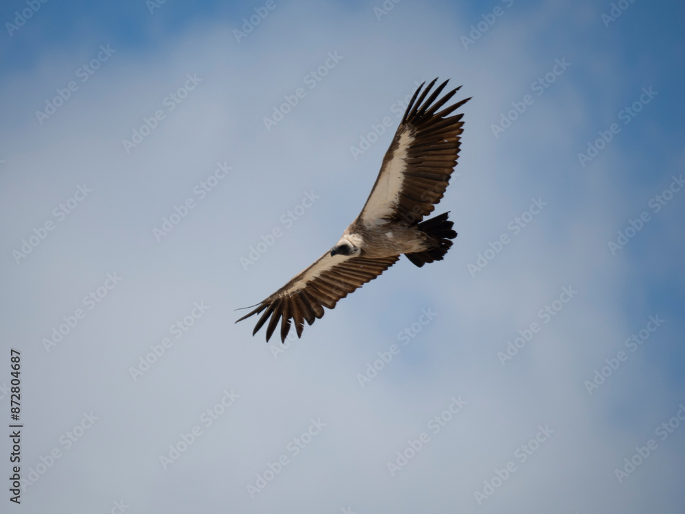 Fototapeta premium Weißrückengeier (Gyps africanus)