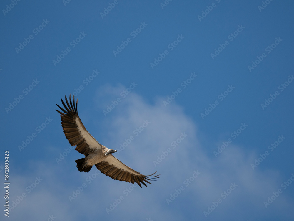 Fototapeta premium Weißrückengeier (Gyps africanus)