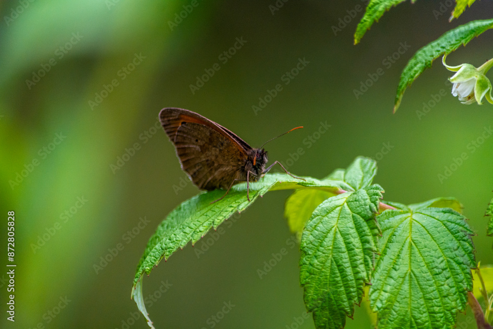 Day butterfly on flowers, spring. Day butterfly on flowers, spring.