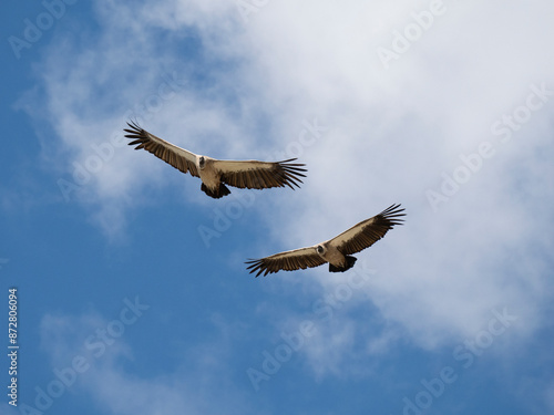 Weißrückengeier (Gyps africanus) © Lothar Lenz