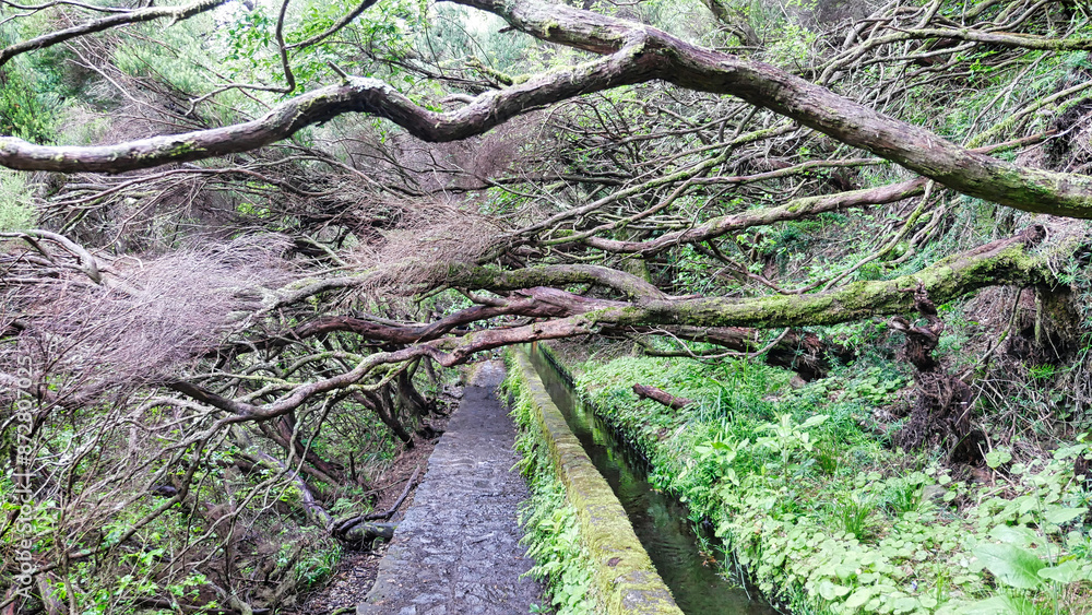 Wanderung auf der Levada das 25 Fontes durch den Baumheidewald Wanderung auf der Levada das 25 Fontes durch den Baumheidewald