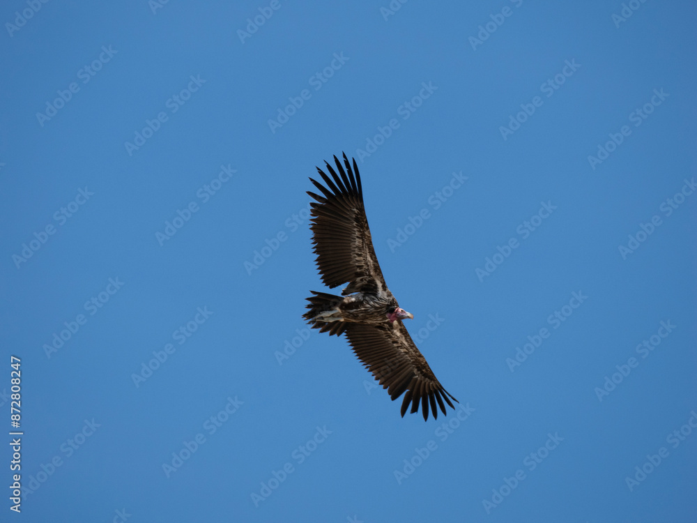 Naklejka premium Ohrengeier (Torgos tracheliotos)
