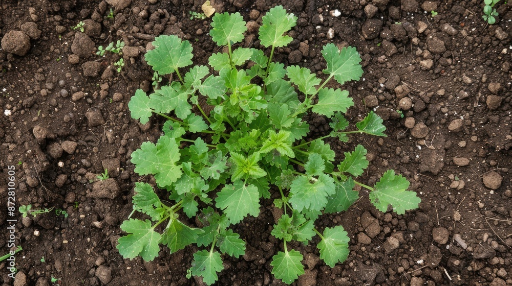 White Mustard as a Weed Suppressant Growing in Garden from Top View White Mustard as a Weed Suppressant Growing in Garden from Top View