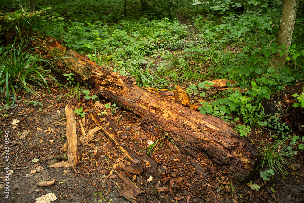 Rotting, decaying fallen down tree trunk in a forest in Europe, no people Rotting, decaying fallen down tree trunk in a forest in Europe, no people