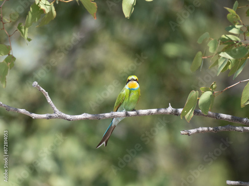 Schwalbenschwanzspint (Merops hirundineus) photo