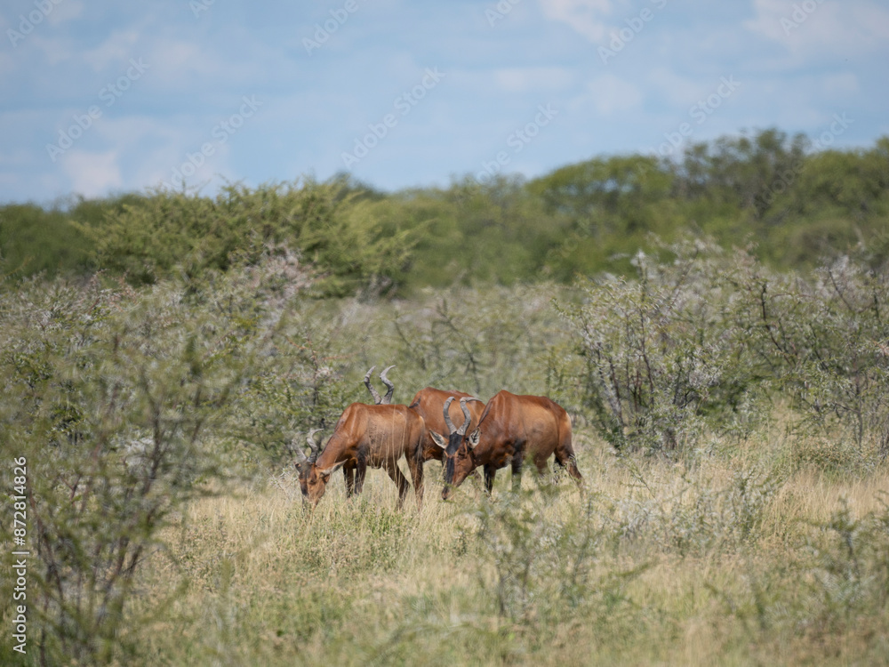 Südafrikanische Kuhantilope (Alcelaphus caama), auch Südliche Kuhantilope, Rote Kuhantilope, Kap-Hartebeest oder Kaama Südafrikanische Kuhantilope (Alcelaphus caama), auch Südliche Kuhantilope, Rote Kuhantilope, Kap-Hartebeest oder Kaama