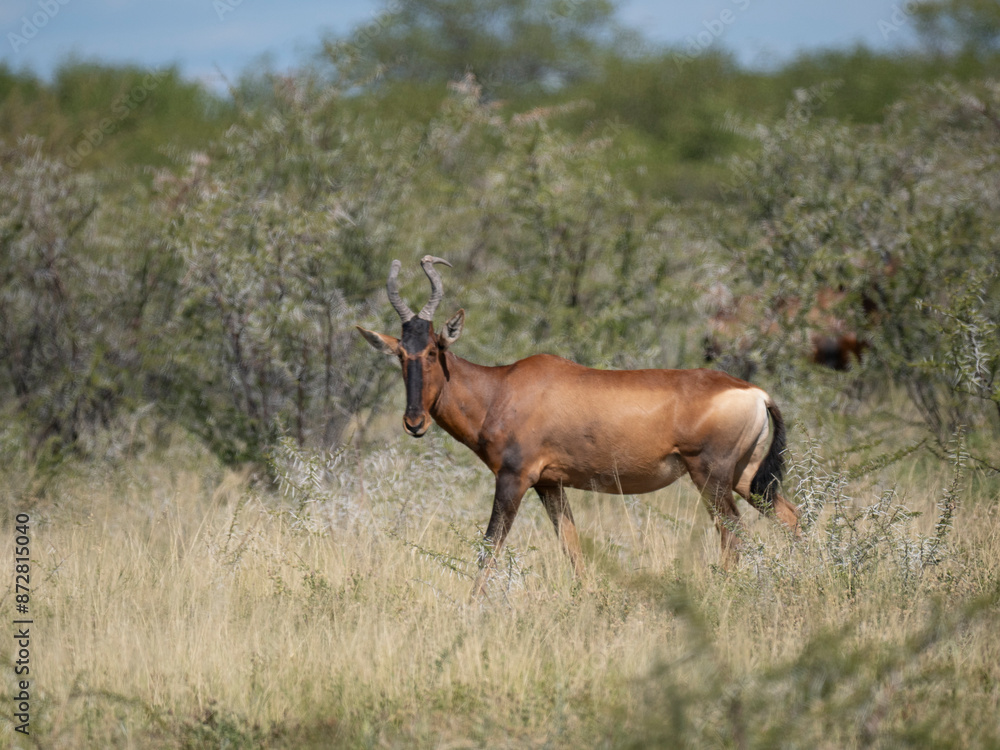 Südafrikanische Kuhantilope (Alcelaphus caama), auch Südliche Kuhantilope, Rote Kuhantilope, Kap-Hartebeest oder Kaama Südafrikanische Kuhantilope (Alcelaphus caama), auch Südliche Kuhantilope, Rote Kuhantilope, Kap-Hartebeest oder Kaama