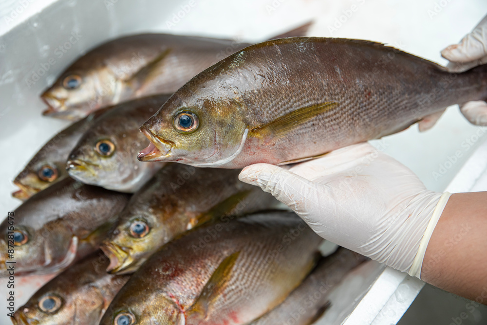 Isaki is a fish from Japan used in omakase ingredients and various dishes in food. Isaki is a fish from Japan used in omakase ingredients and various dishes in food.