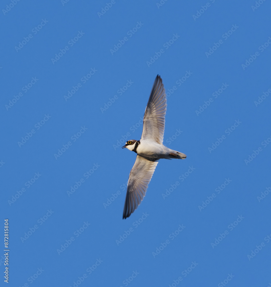 Little ringed plover (Charadrius dubius) flying in the sky doing a display flight in spring. Little ringed plover (Charadrius dubius) flying in the sky doing a display flight in spring.