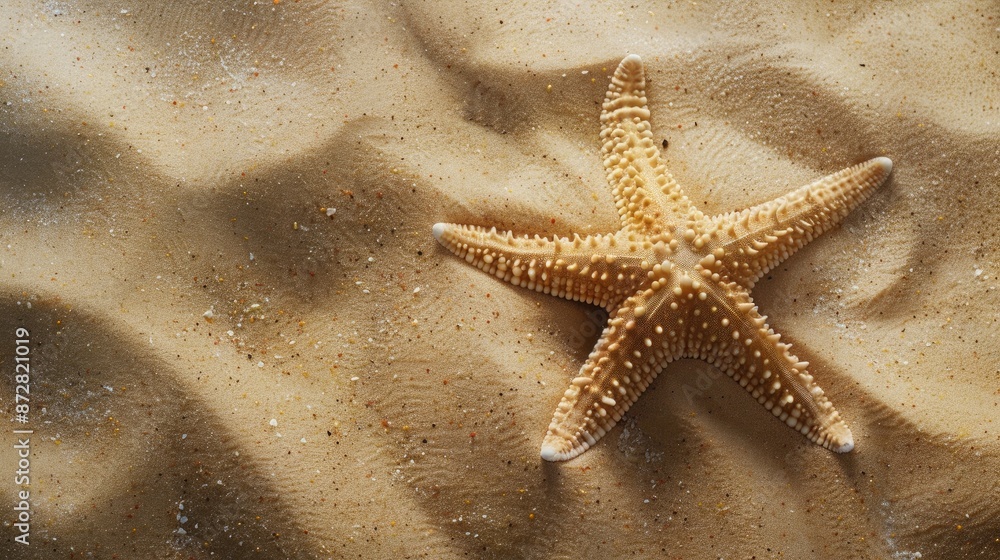 Starfish on pristine sand in a studio setting Starfish on pristine sand in a studio setting
