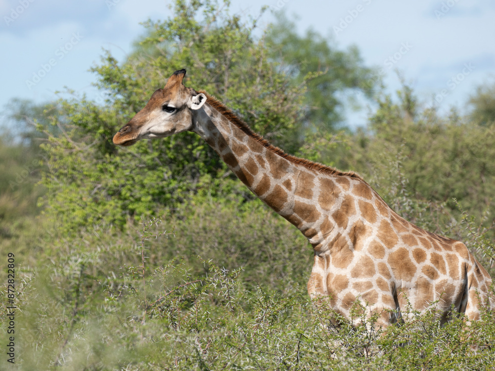 Angola-Giraffe (Giraffa giraffa angolensis) Angola-Giraffe (Giraffa giraffa angolensis)