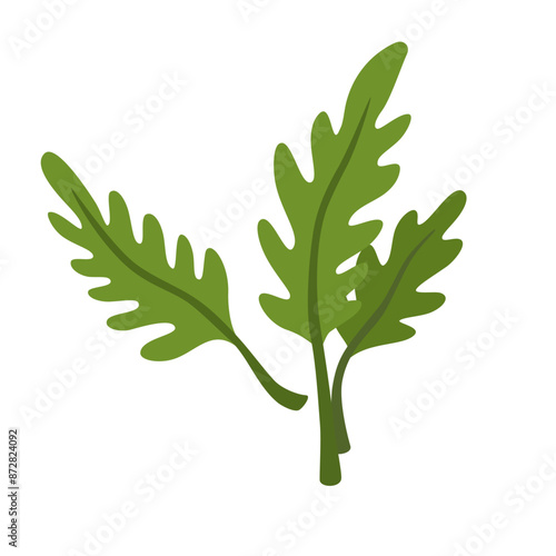 Arugula leaves composition. Green leaf of rucola. Fresh garden rocket. Natural organic food. Eruca seasoning. Flat vector illustration of healthy herb isolated on white background