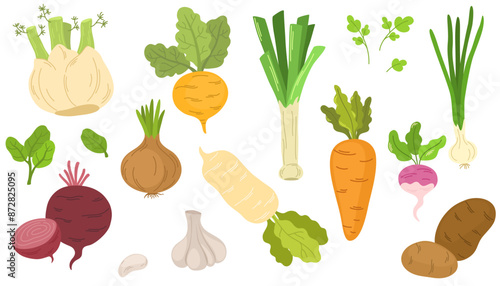 Fresh organic root vegetables. Set of healthy farm food. Carrot, onion, radish, daikon, garlic, beet and potato tubers. Summer harvest. Colored flat vector illustration isolated on white background
