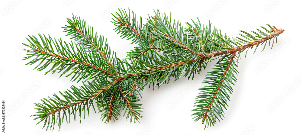 Christmas Tree Branch or Twig Isolated on White Background, Festive Holiday Decor, Evergreen Symbol, Seasonal Decoration, Pine Needle Detail, Traditional Christmas Element Christmas Tree Branch or Twig Isolated on White Background, Festive Holiday Decor, Evergreen Symbol, Seasonal Decoration, Pine Needle Detail, Traditional Christmas Element