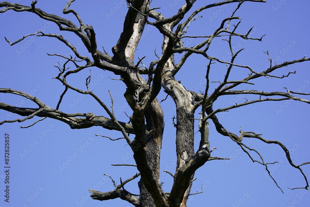 About 200-250 year-old oak, (Quercus) in the bison enclosure Springe, Germany.
About 200-250 year-old oak, (Quercus) in the bison enclosure Springe, Germany.